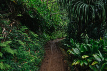 path through the jungle 