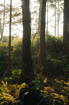 sunlight shining on a forest floor 