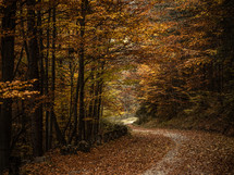 Path through forest of autumn trees