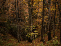 Forest of autumn trees
