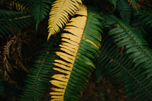 green and yellow fern 