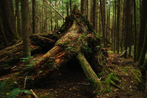fallen tree in a forest 