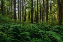 ferns and tree trunks in a forest 