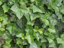 ivy plant wall useful as a background