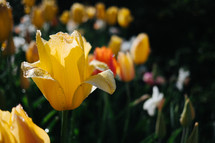 yellow spring tulips 