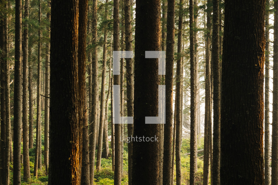 tree trunks in a forest 
