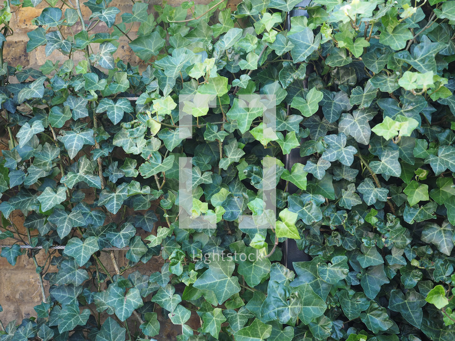 ivy plant wall useful as a background