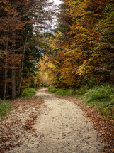 Path through forest of autumn trees