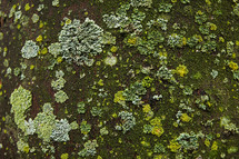 moss and lichen on a rock 