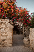 garden in Israel 