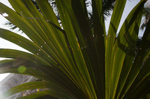 palm frond in sunlight 