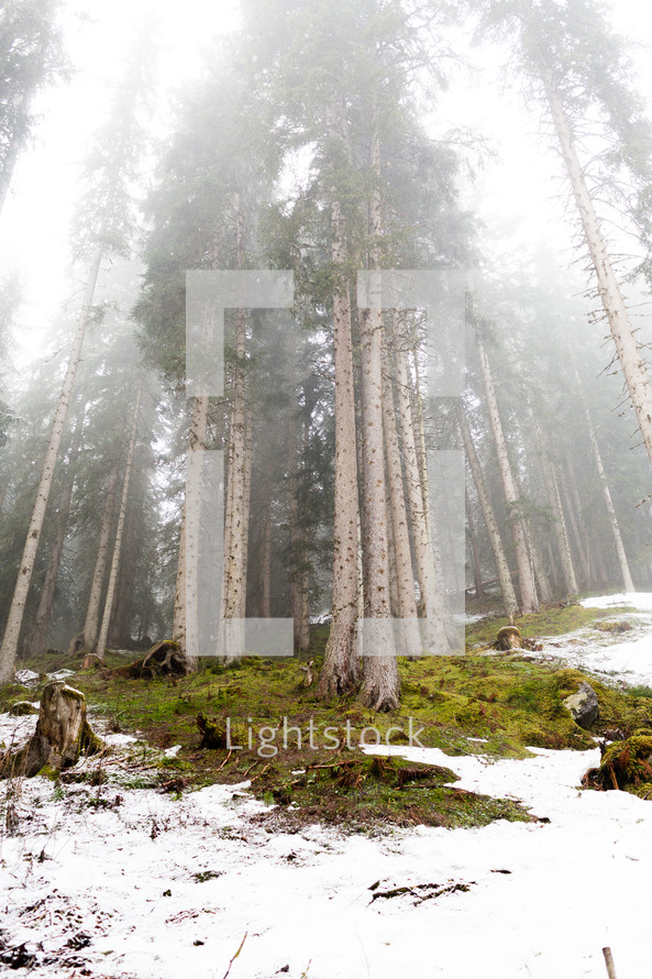 fog and trees in a snow forest in Switzerland