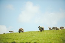 grazing sheep in a pasture 
