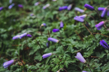 closed purple flowers 