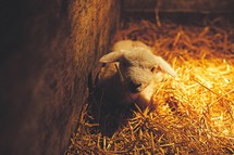 a lamb lying in the straw 