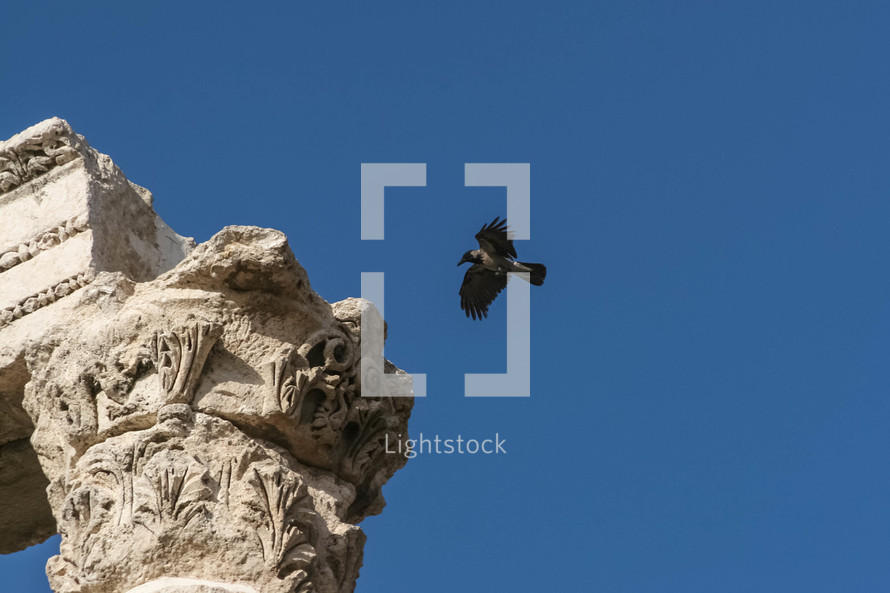 bird flying over ruins in Jordan 