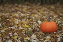 pumpkin and fall leaves on the ground 