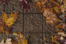 Fall leaves on brown tile