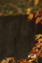 Fall leaves on wooden fence