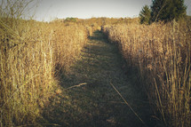 path through a field 