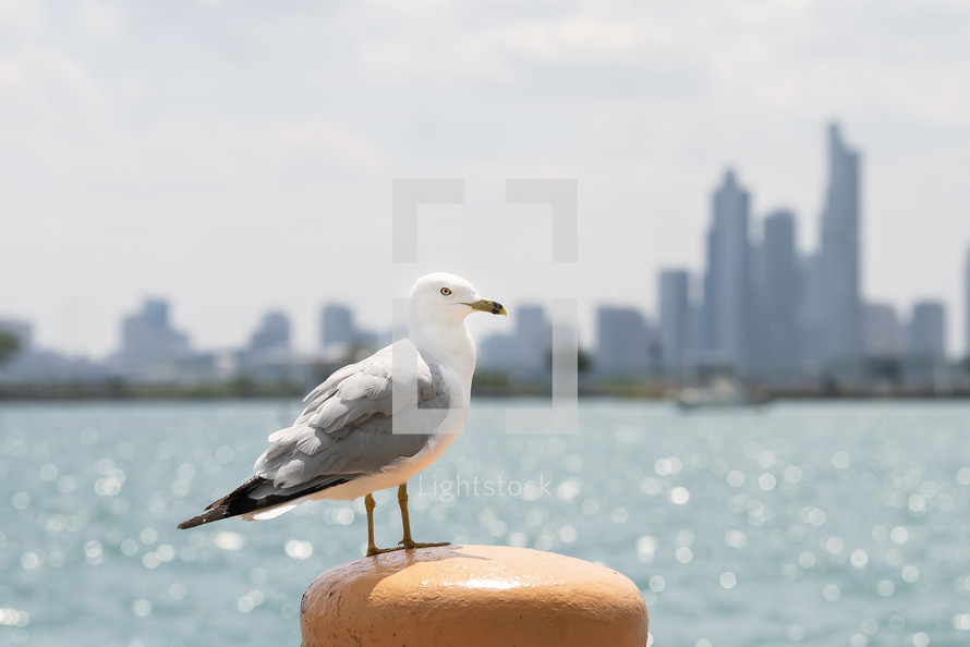 seagull and city view 