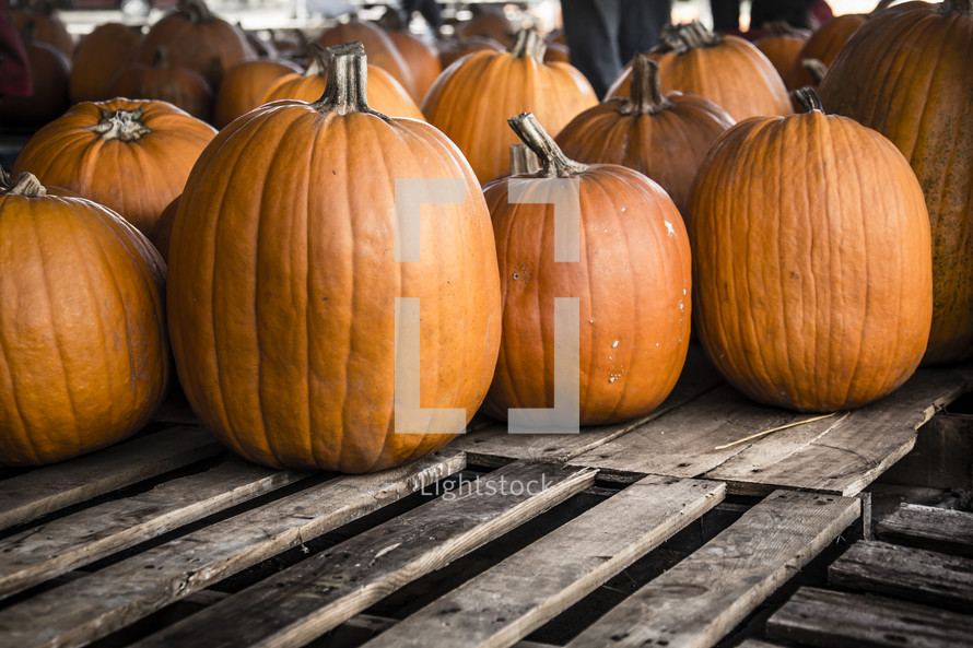 pumpkins on wooden pallets.