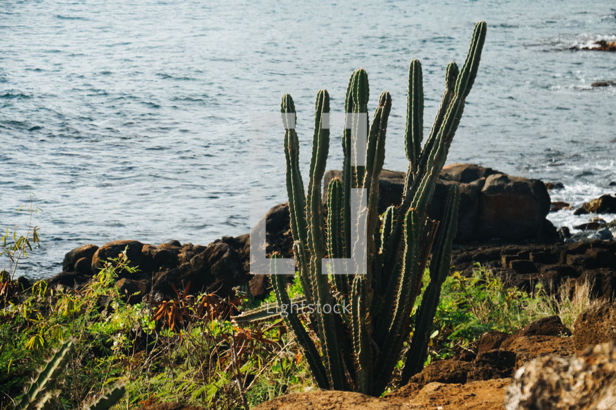 cactus along a shoreline 