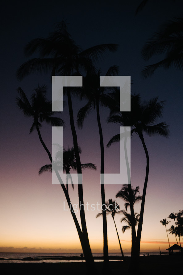 silhouette of palm trees on a beach at sunset 