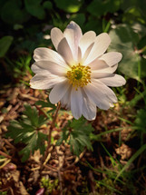 Translucent Anemone Blanda White Splendour Flower