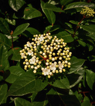 White Viburnum Flower with Green Leaves