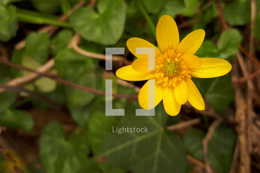 Yellow Lesser Celandine Flower