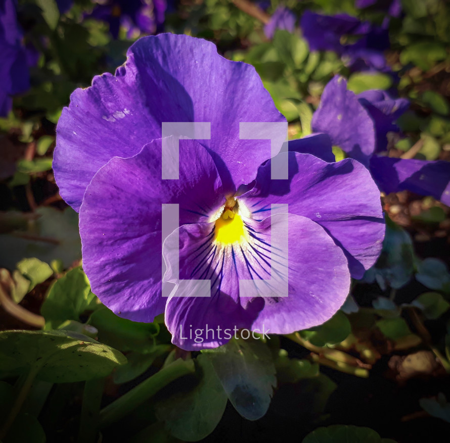 Purple Pansy in a Flower Bed