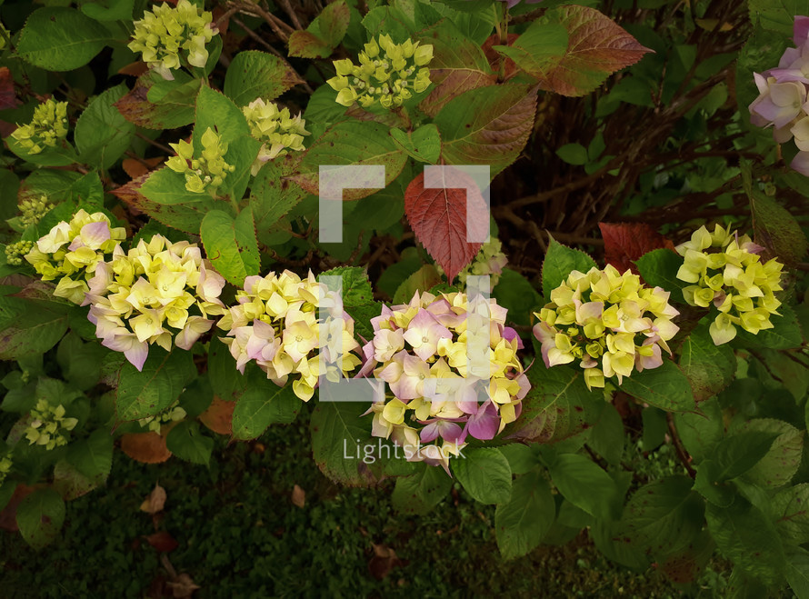 Hydrangea Six Flower Smile