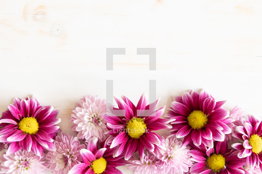 Border of pink daisy flowers on a white background