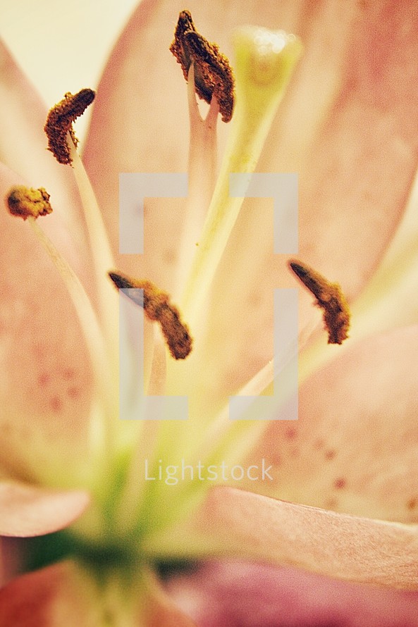 Close-up of flower stamen and stigma.