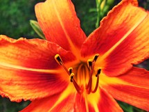 orange Lily