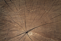 tree stump background 