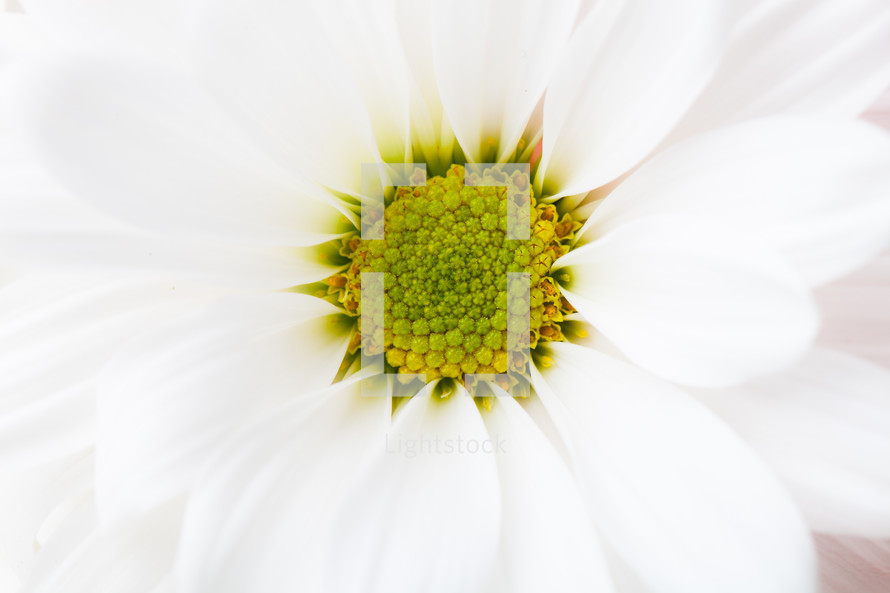 Yellow center of white flower.
