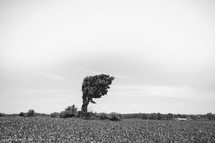 a lone tree 