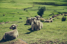 resting sheep 