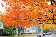 orange fall leaves on a tree in a neighborhood 