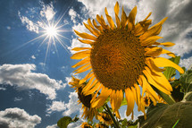 sunburst and sunflowers 
