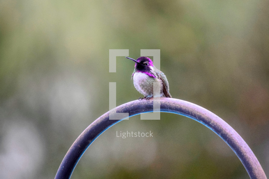 hummingbird at rest 