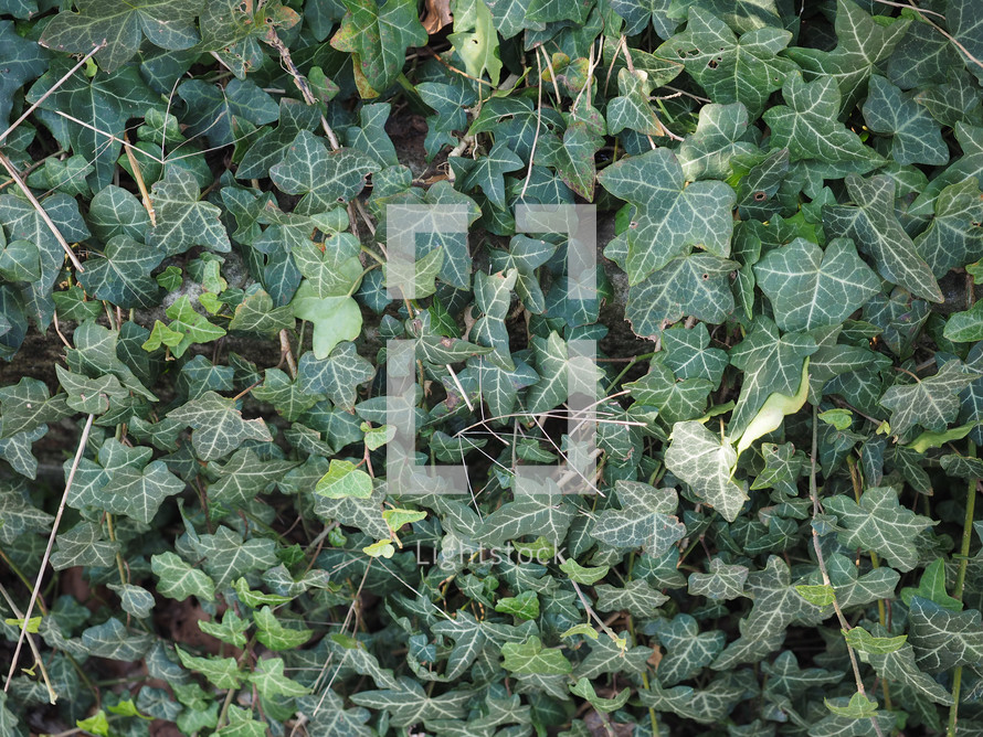 Green Ivy (Hedera) plant leaves