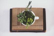 succulent plants in a mug on a stack of books