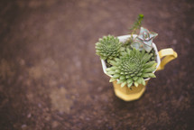 succulent plants in a mug on the ground 