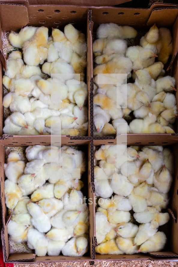 chicks in a box 