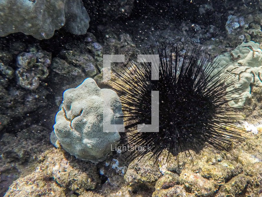sea anemone 