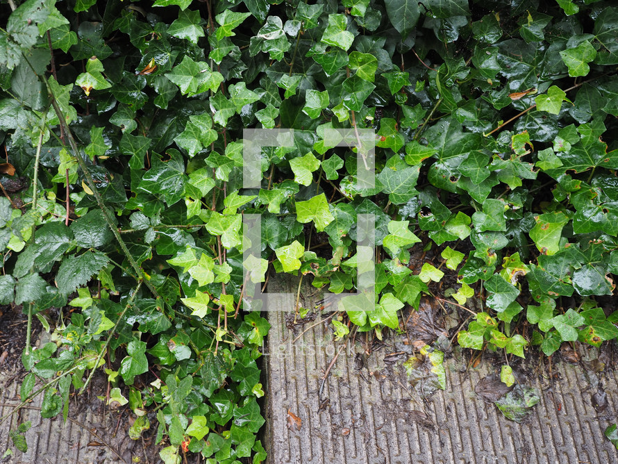 Green Ivy (Hedera) plant leaves