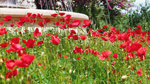 Field of red poppies in spring Sicilian countryside